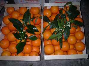 Naranjas_Enan 002